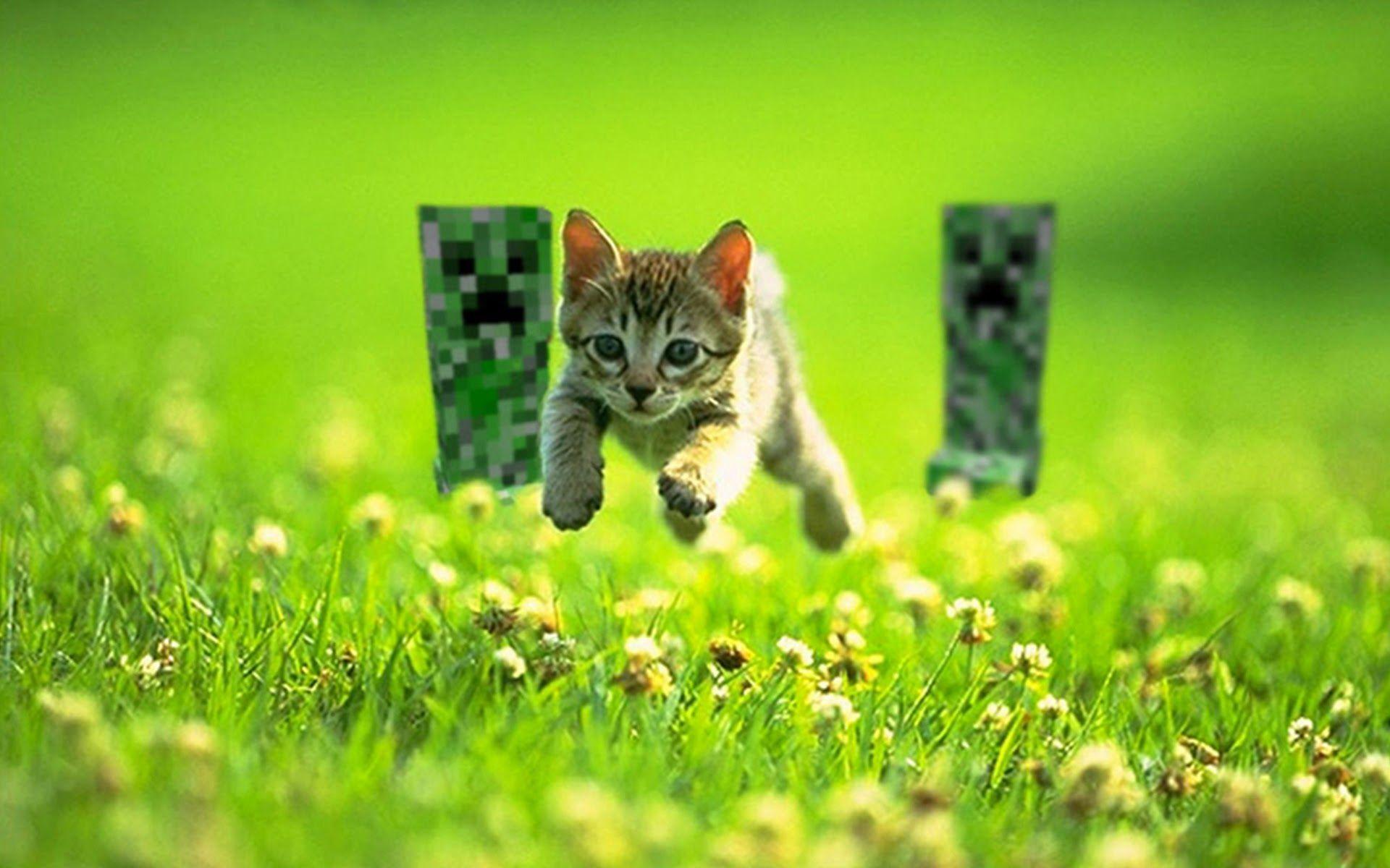 creepers chasing a cat