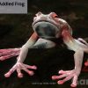 Baldur's Gate 3 Addled Frog Guide